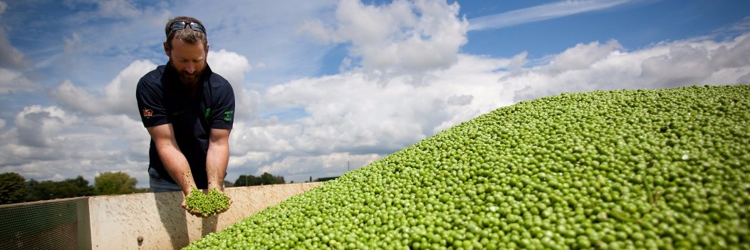 Yes Peas! banner