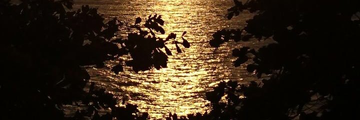hazelca80147732's profile banner image