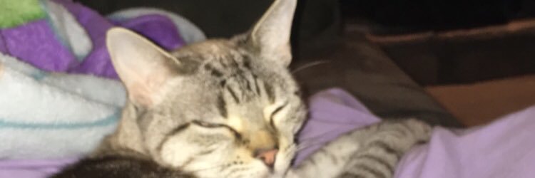 cocopjo's profile banner image