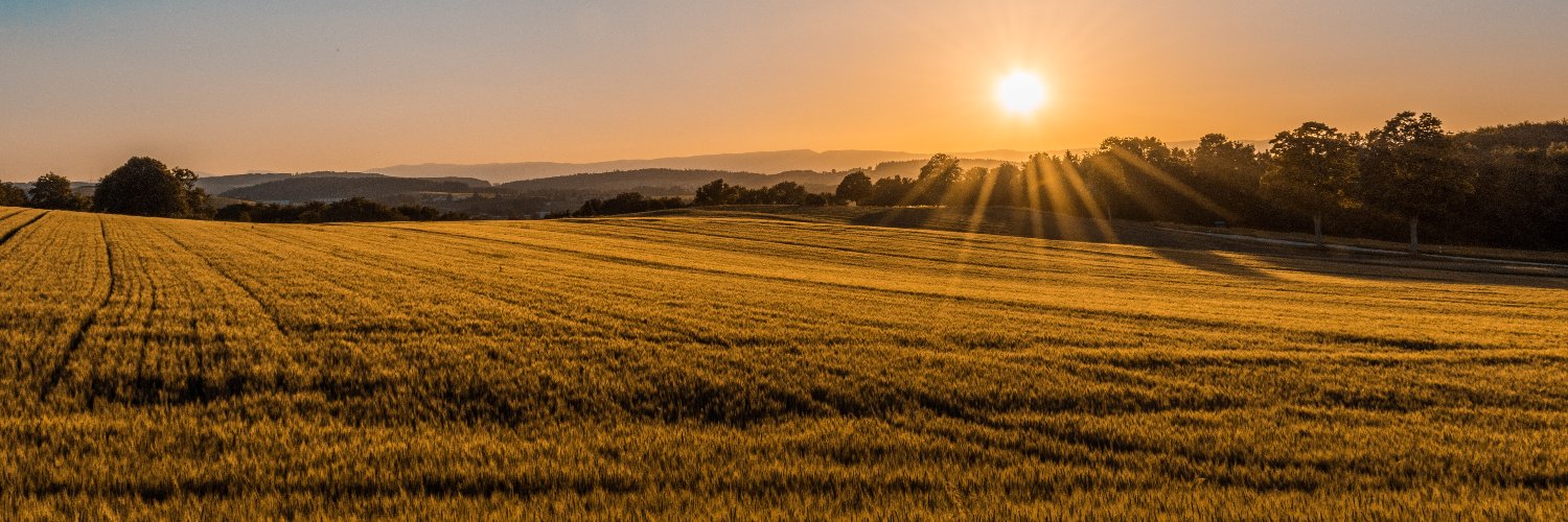 Matthew Bellis banner