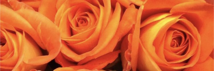 _yn___11's profile banner image