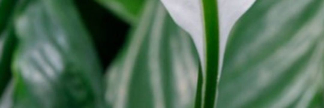 tradergodview's profile banner image