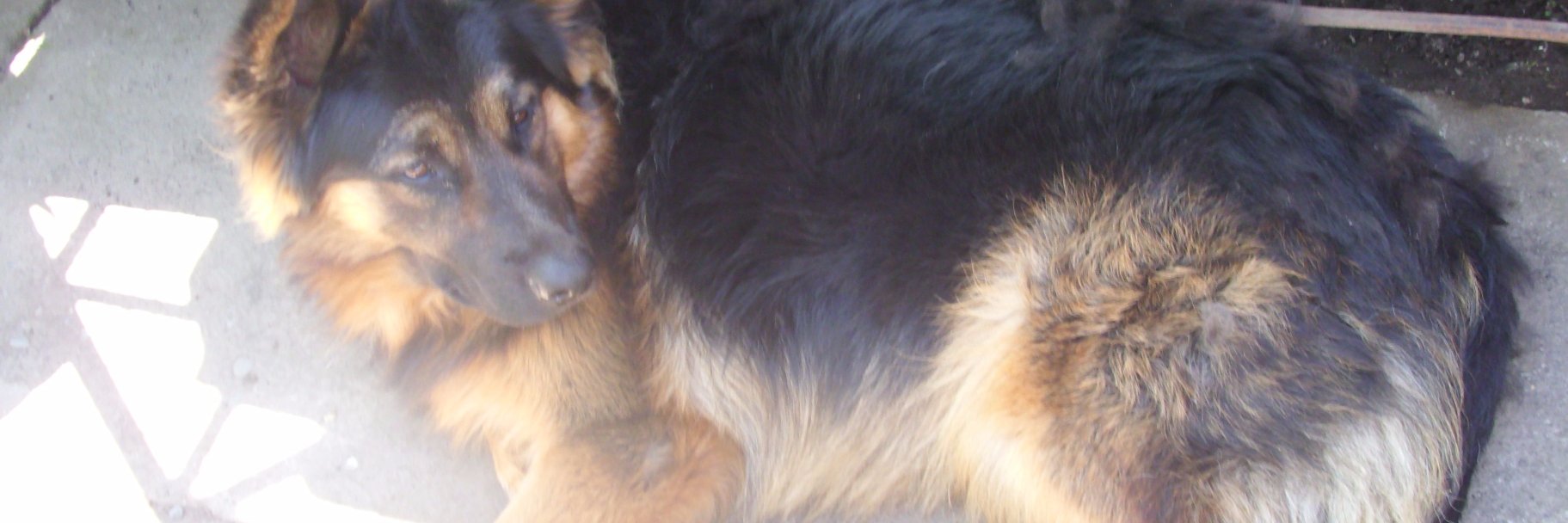 LAURA REYES banner
