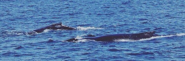 rebeccalynam18 Profile Banner