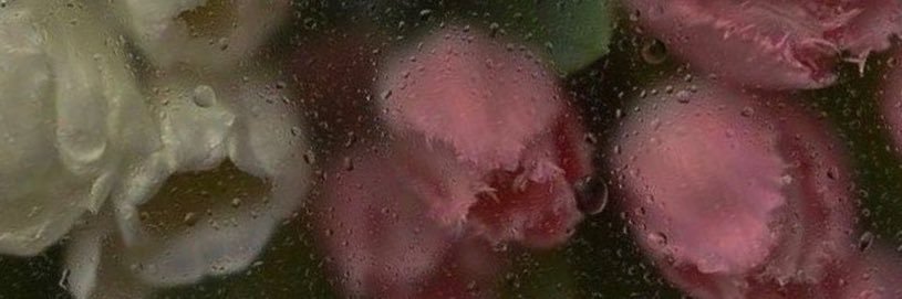 Shi🌷 banner