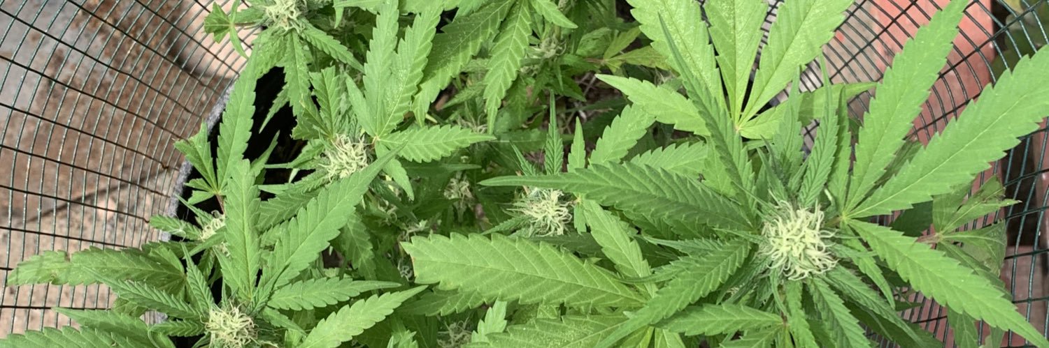 Armando Faso🌿 banner