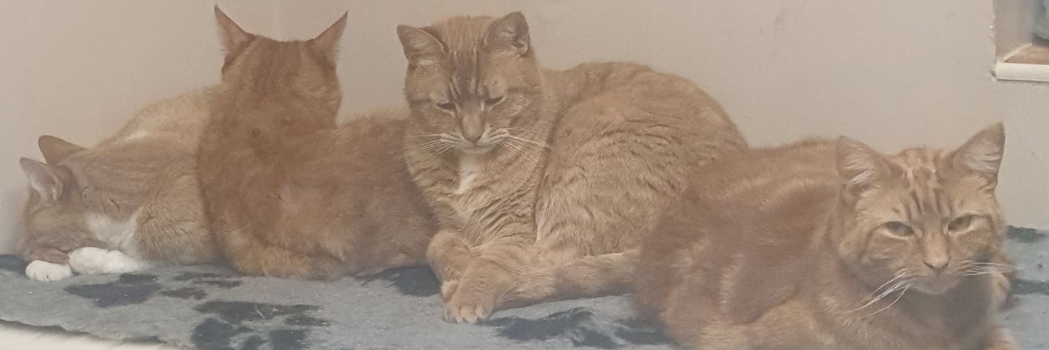 sunkmoggies's profile banner image