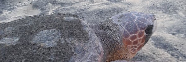 VMPolicarpo Profile Banner