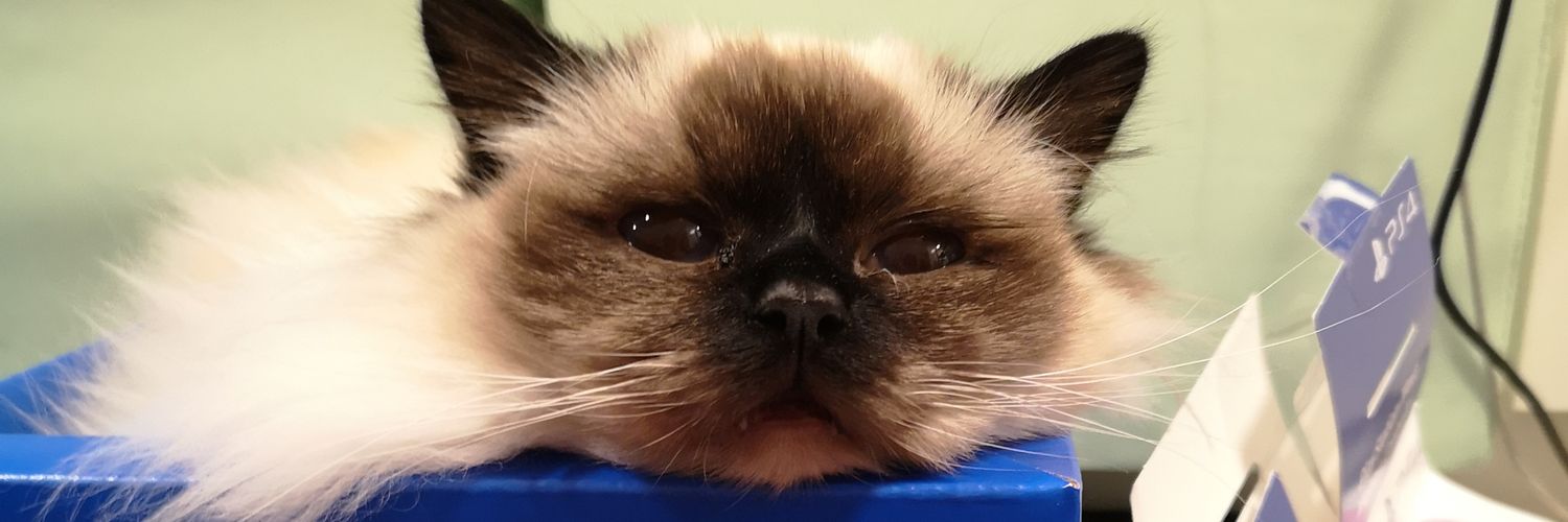 malinerino's profile banner image