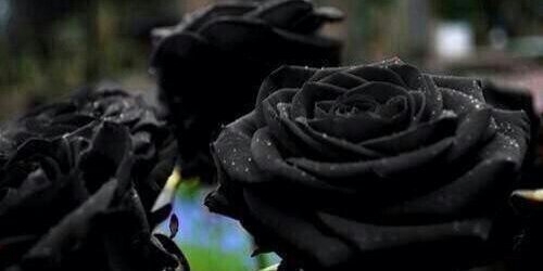 lotsoflovelesh's profile banner image