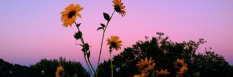 aascalee's profile banner image