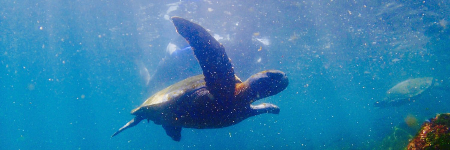 Vicky Godolphin banner