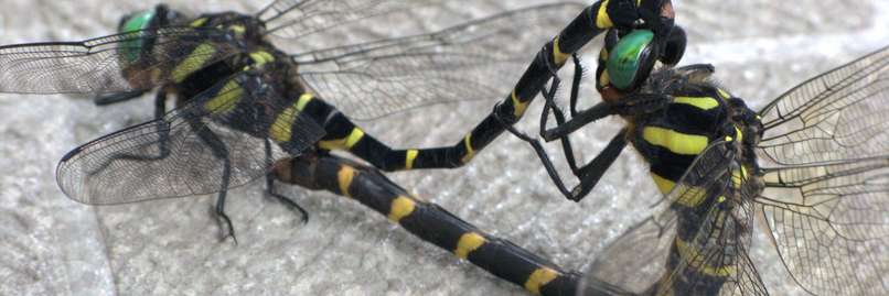aussageverweigerung🦉gegendarstellung banner