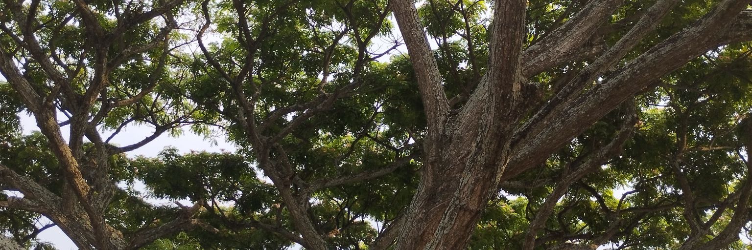 ivonnegobz's profile banner image