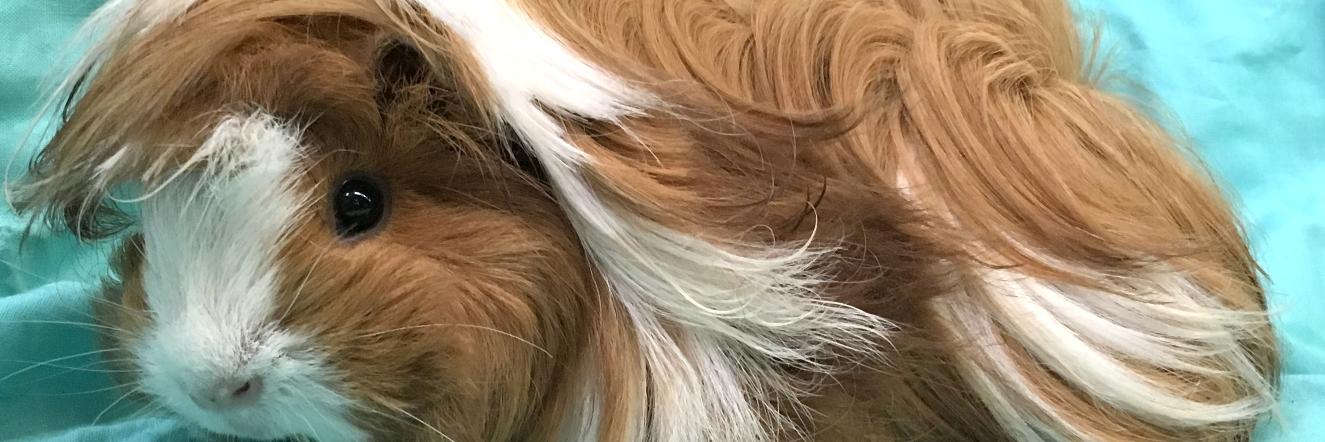 neinerspaws's profile banner image