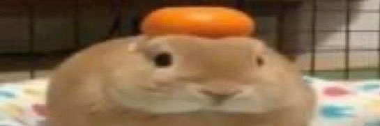 dodgrbleu's profile banner image