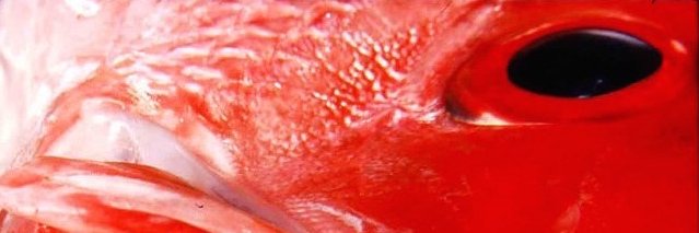 Dr Rectal Wetspot banner