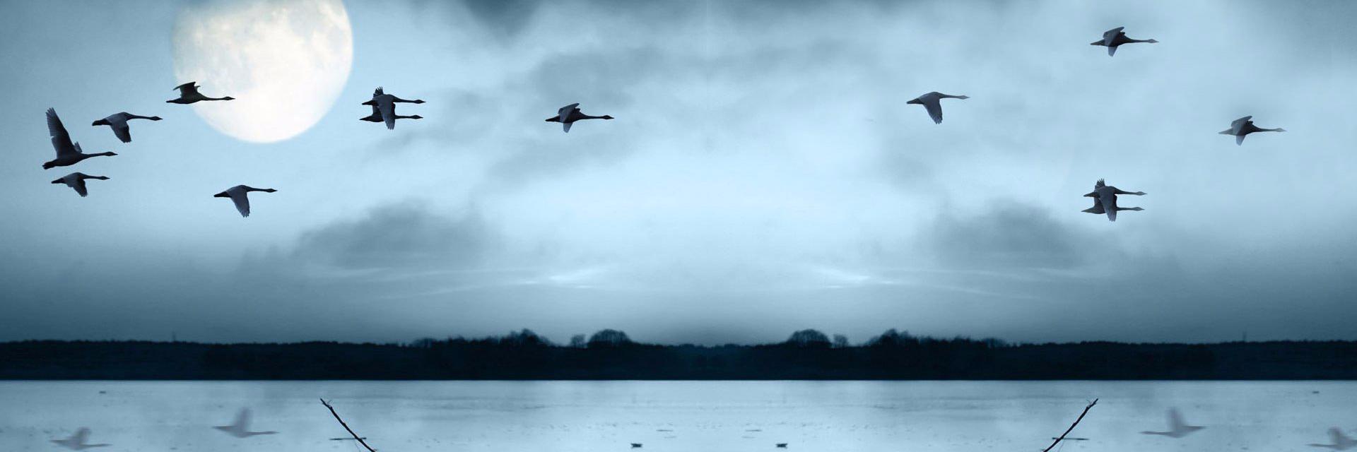 angelosada's profile banner image