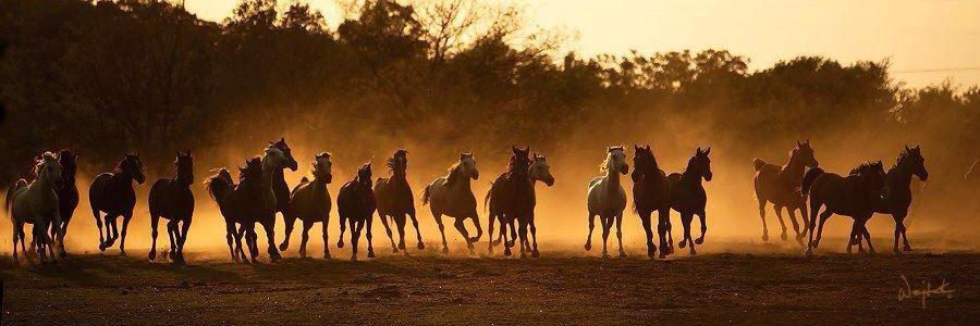 Levent Mazılıgüney banner