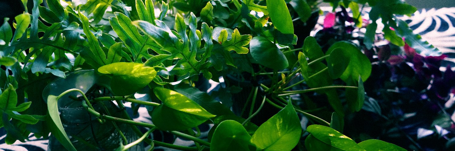 PalCsoke's profile banner image