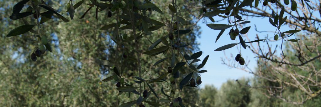 ideepugliesi's profile banner image