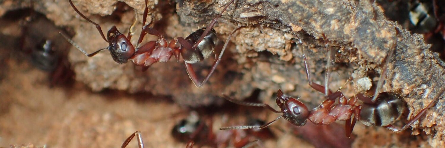 あんつべ(ants base label) banner