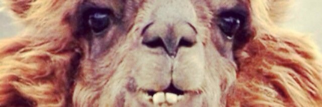 snirelbaz's profile banner image