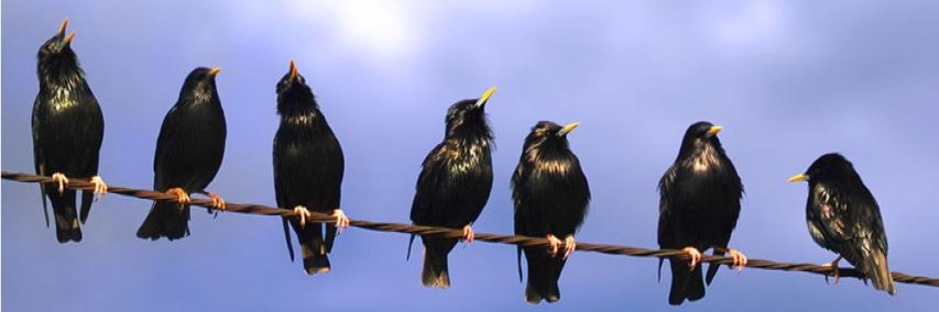 Roger Fusté i Mach banner