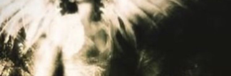 cat6_levi's profile banner image
