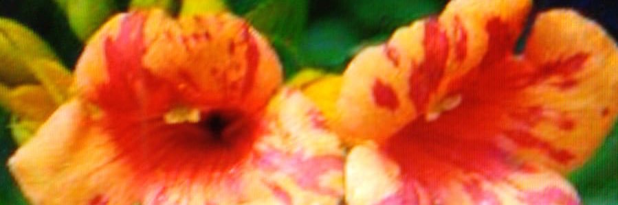 DVOrkest's profile banner image