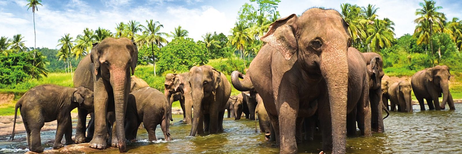 Charley Richardson banner