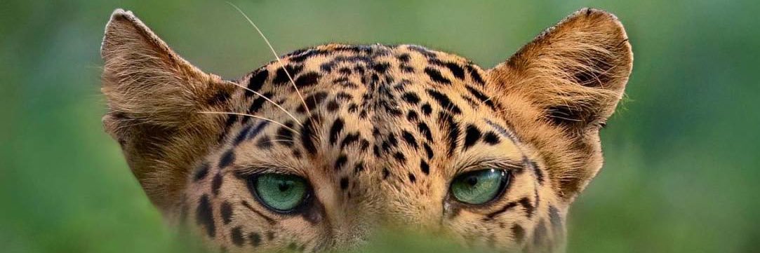 ribeironay1's profile banner image