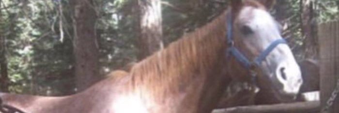JonDaBrickFace's profile banner image