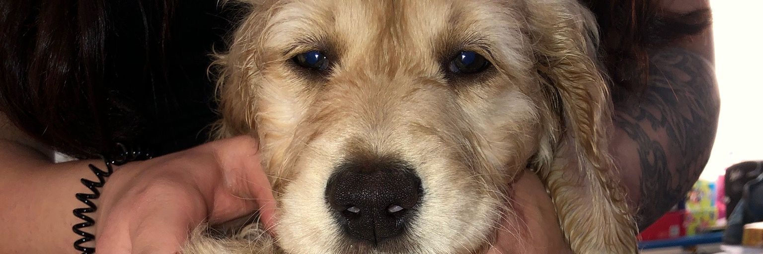 chico_says's profile banner image