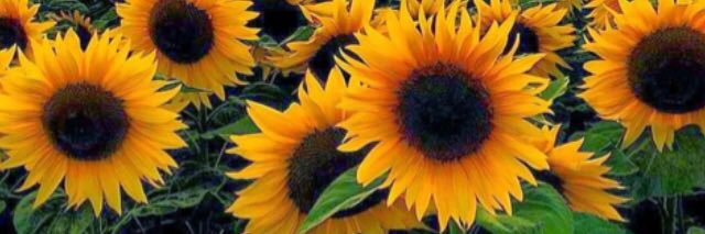 tkmtwit's profile banner image