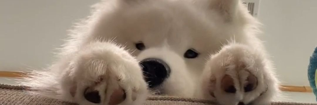 วีวี่ 🚗🦖 banner