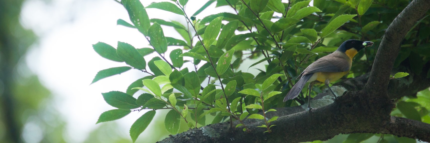 Dr Rosa Gleave banner