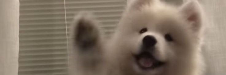 PANTER banner