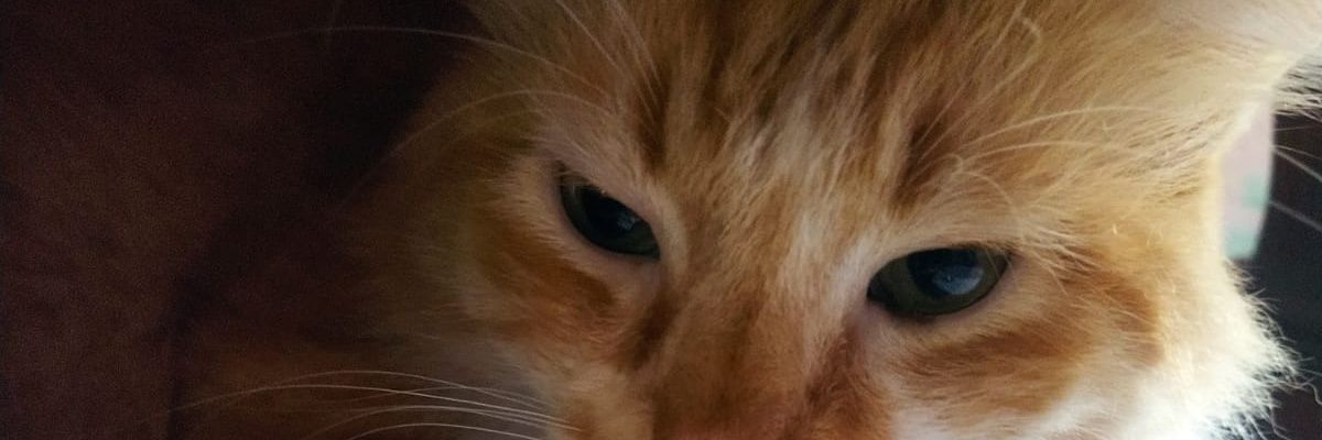 alextedice's profile banner image
