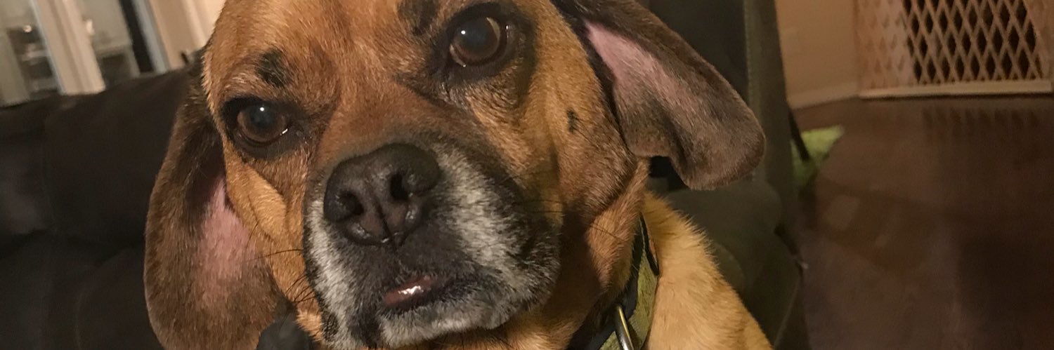 CryptoPuggle's profile banner image
