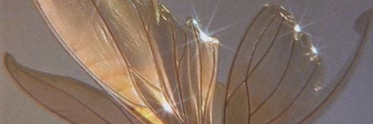 kelinarusso's profile banner image