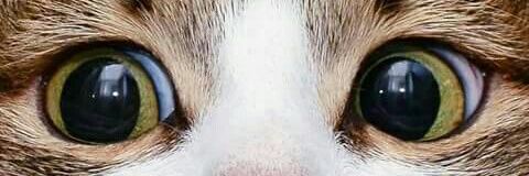 paramlongsong's profile banner image