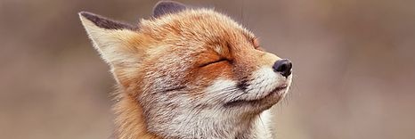 FabiniHoudini's profile banner image