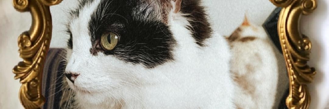 LahuRdrigz's profile banner image