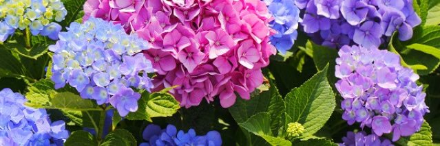 Pink Pony Pato banner