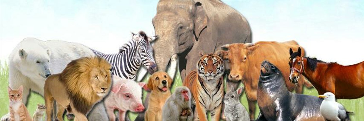 К чему снится дикие животные женщине. Собака со стороны. Много милых котят. К чему снится много животных. Аосима кошачий остров.