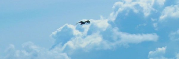 AndyTweets2Much Profile Banner