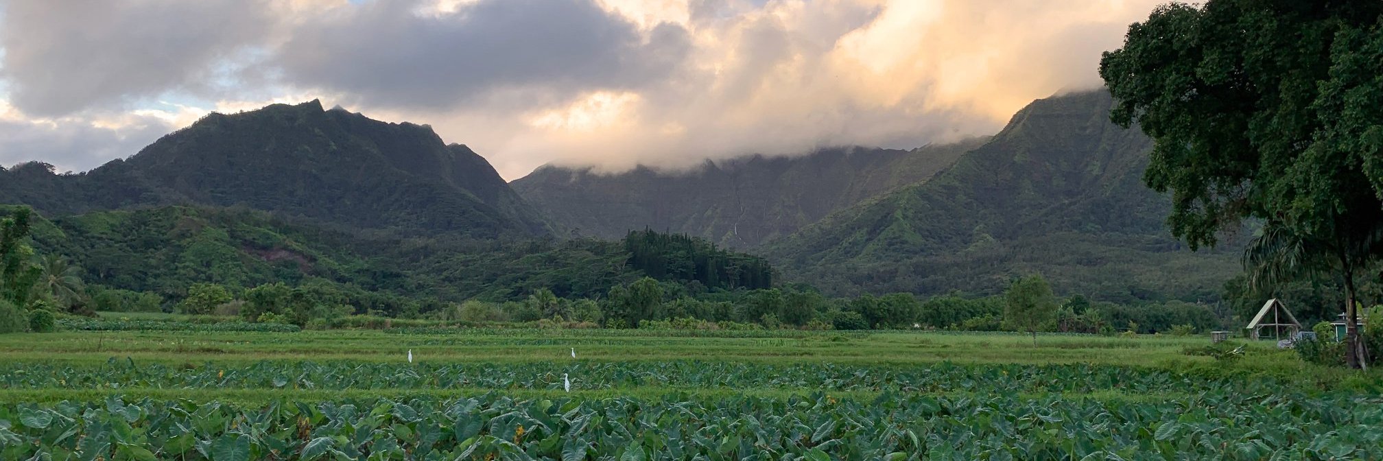 Christopher L. Strieter banner