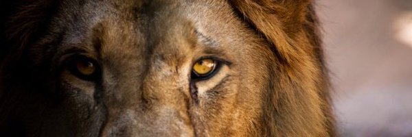 daviddubovy Profile Banner