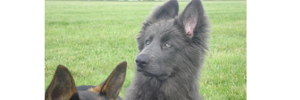 samakowolf's profile banner image